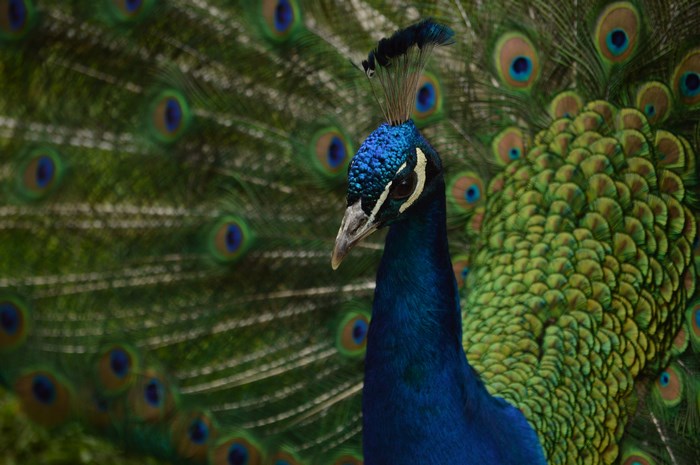 Close up of a peacock with its feathers fanned out