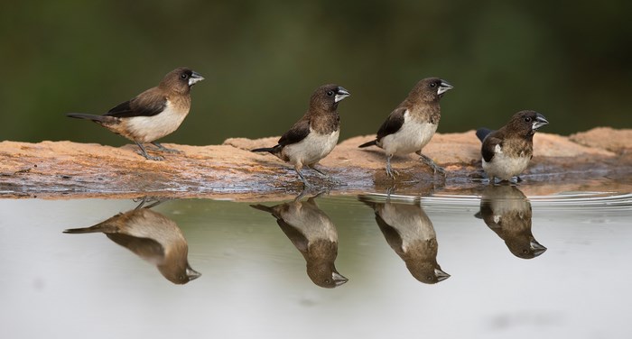 Four birds reflected in water on a rock