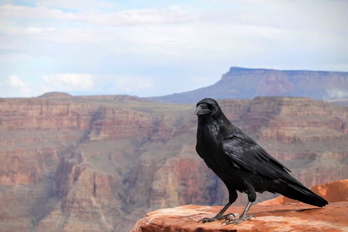 Crow perched on the edge of the Grand Canyon