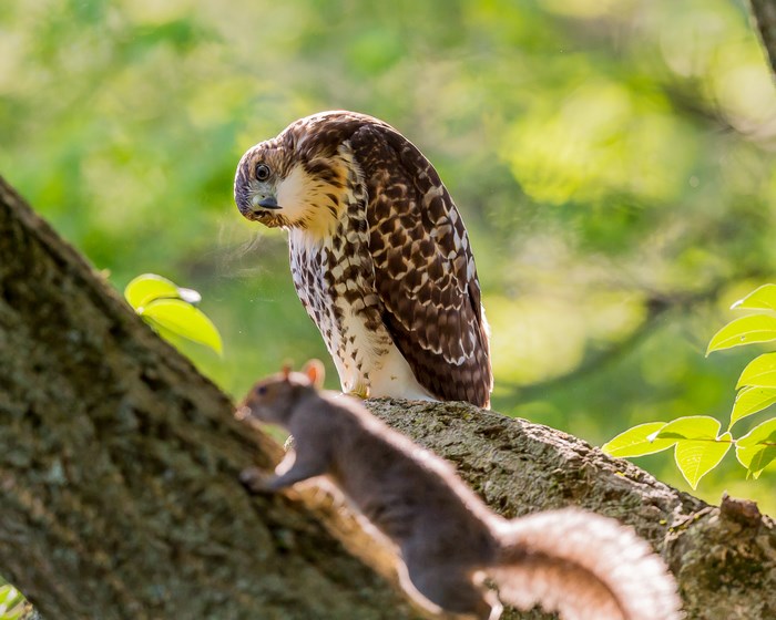 Hawk perched on a tree branch watching a squirrel