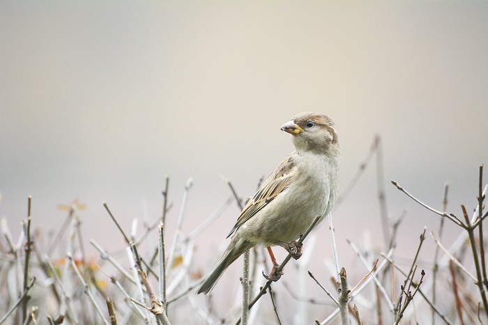 Sparrow perched on a twig with a blurred background