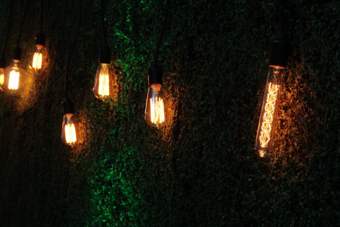 Hanging vintage Edison bulbs on a green mossy wall