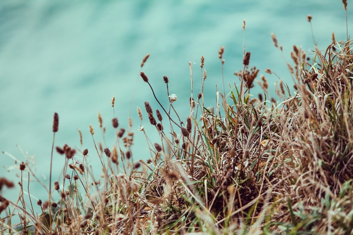 Dry reeds and grass on a shore with blue water