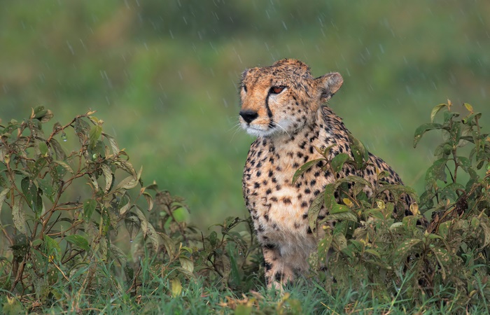 Cheetah in the rain