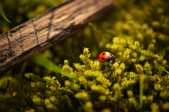 Ladybug on moss with a wooden stick
