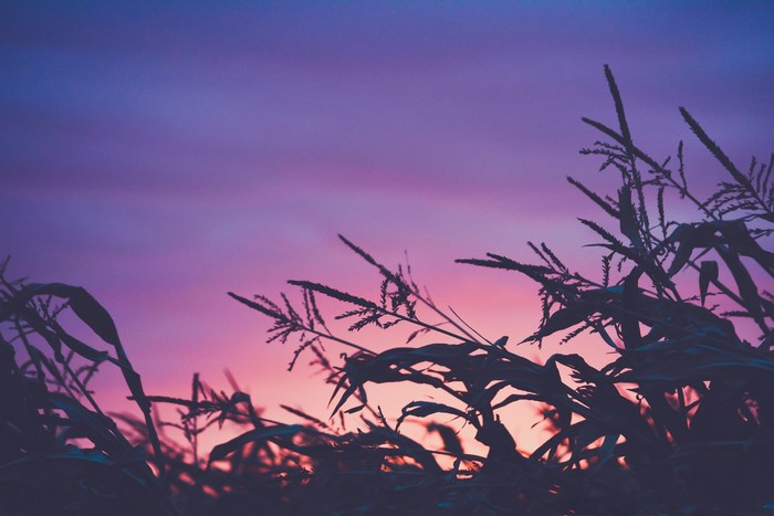 Silhouette of corn stalks against a purple and pink sunset sky