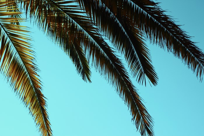 Palm tree fronds against a blue sky