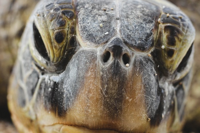 Close up of a sea turtle's face on a beach