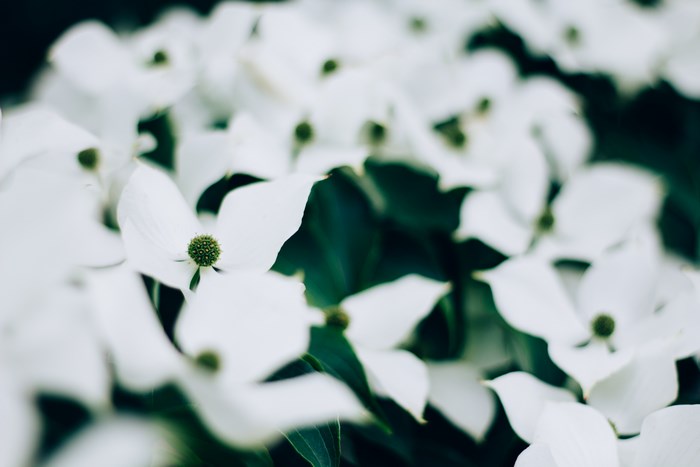 White Dogwood Blossoms with Green Centers