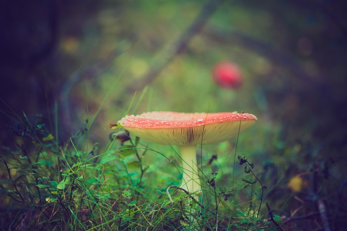 Fly agaric mushroom in a forest with grass