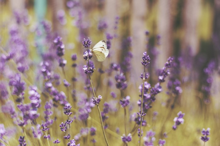 White butterfly on a lavender flower
