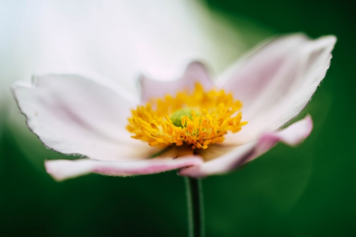 Close-up of a pink and white anemone flower with yellow center