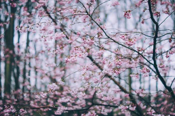 Blooming Cherry Tree Branches in Spring