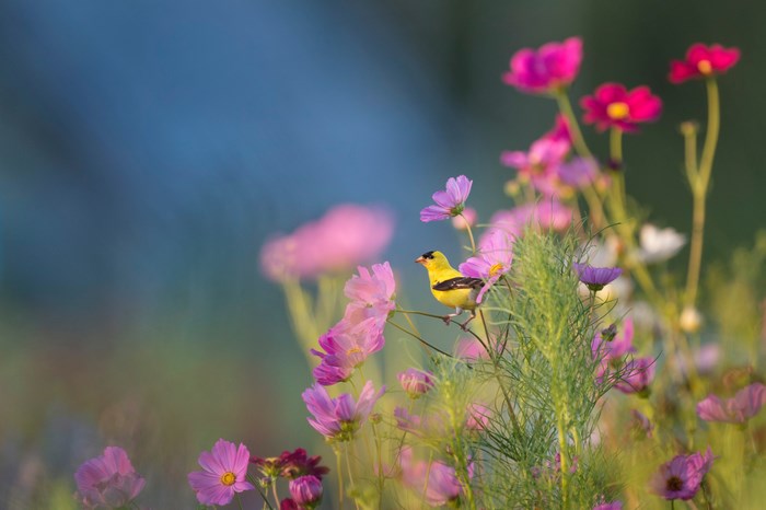 Yellow bird on a pink cosmos flower