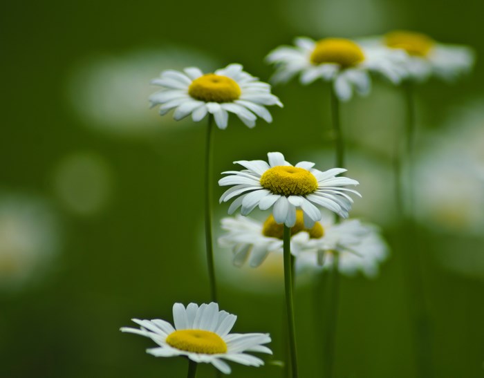 Close-up of white daisies with yellow centers