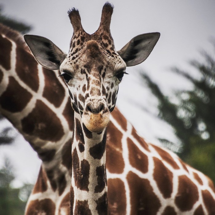 Close-up of a giraffe's face and neck