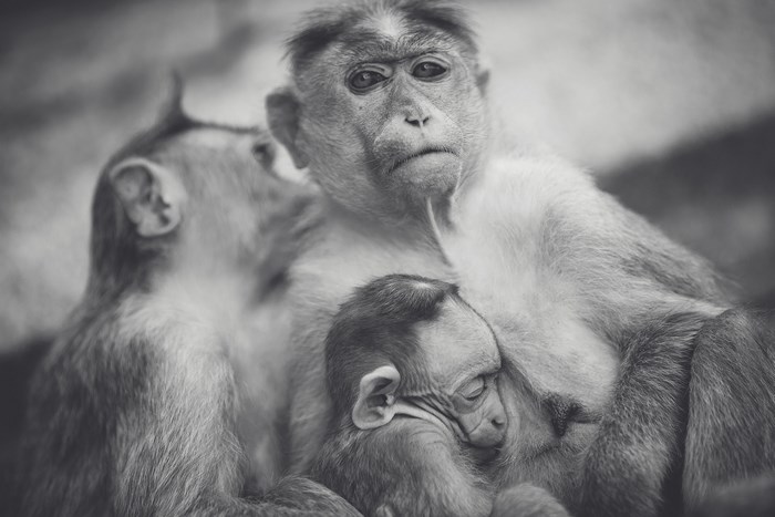 Mother monkey with her baby and another monkey