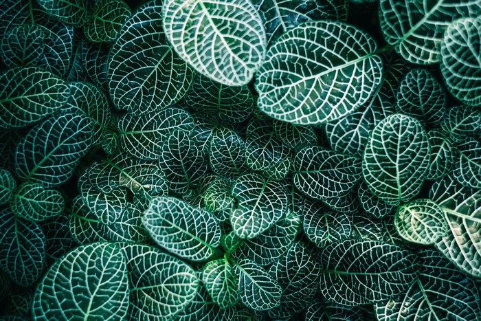 Close-up of green leaves with white veins