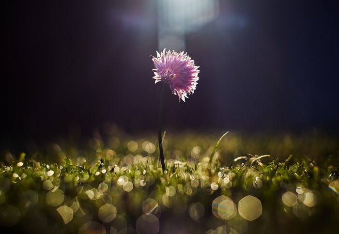 Purple flower in grass with bokeh and spotlight