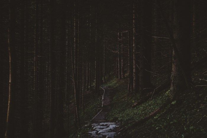 A dark forest path with stone steps