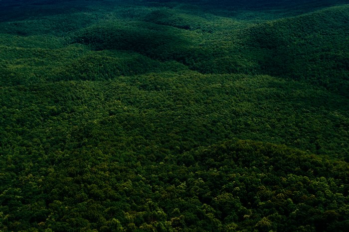 Aerial view of a dense green forest covering rolling hills