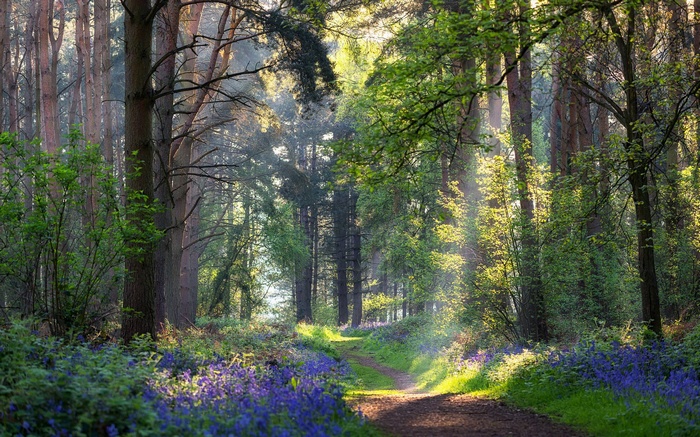 Sunlight streams through a forest path lined with bluebells