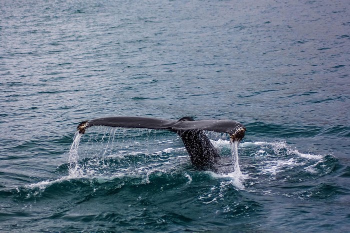 Humpback whale tail diving into the ocean