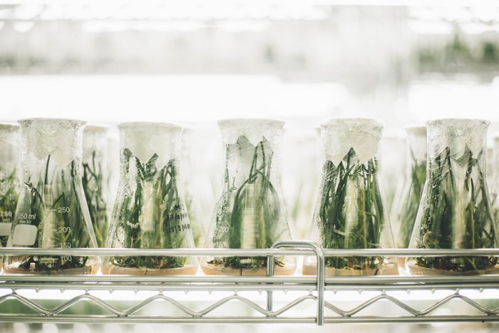 Plants growing in laboratory beakers on a shelf