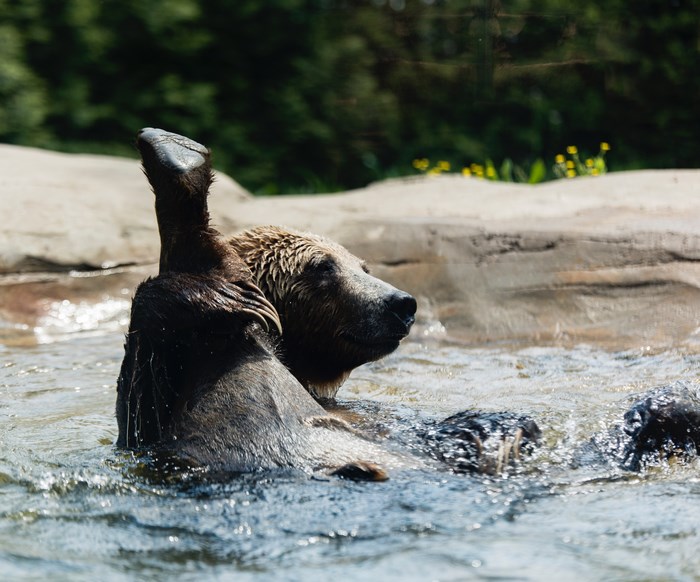 Brown bear playing in the water at the zoo