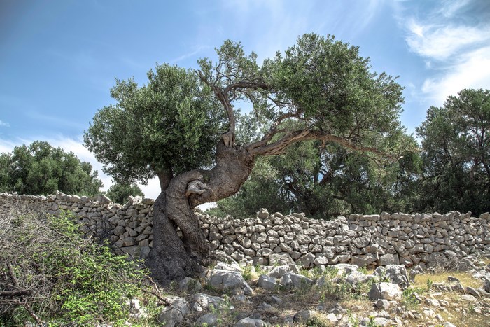 Ancient olive tree with a stone wall in the background