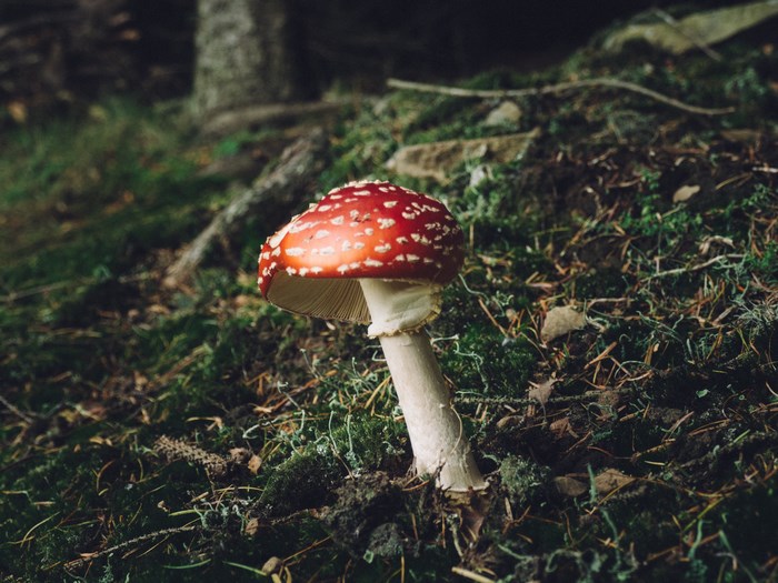 Fly Agaric mushroom in a forest setting