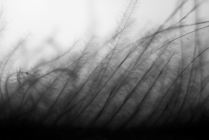 Macro view of soft monochrome feather strands