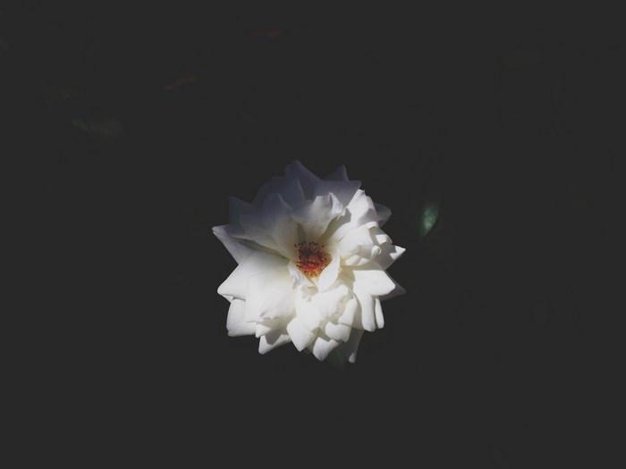 White flower with black background