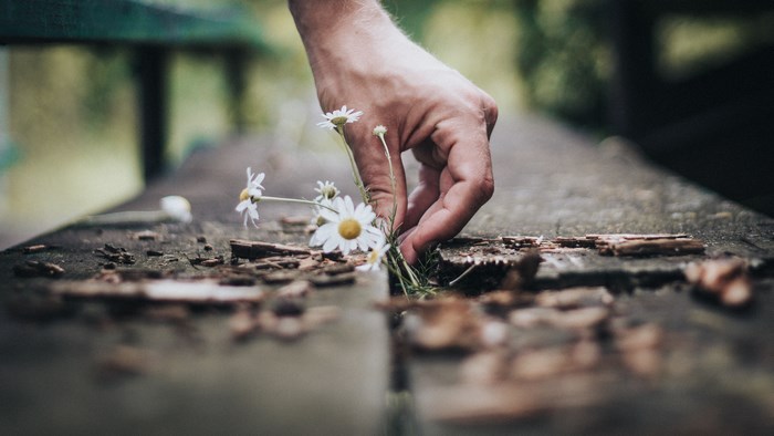 Hand picking daisies from a wooden surface