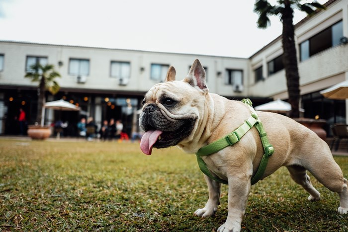 French Bulldog Wearing a Green Harness on Grass