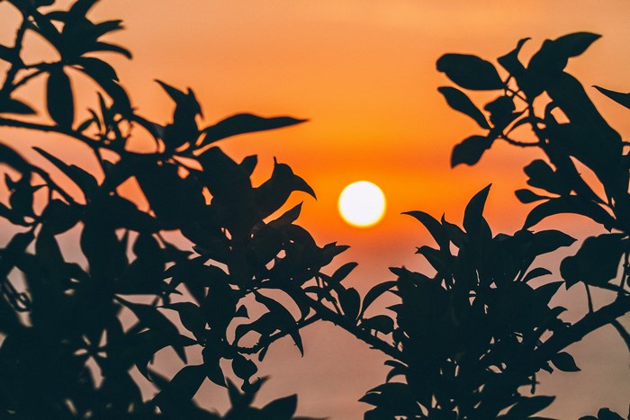 Silhouette of leaves against a sunset sky
