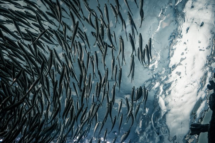 A large school of fish swims underwater