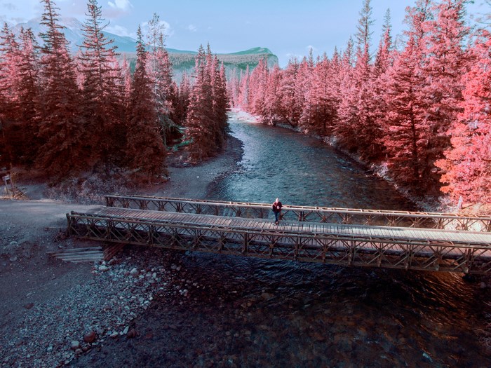 Person on bridge over river with pink trees