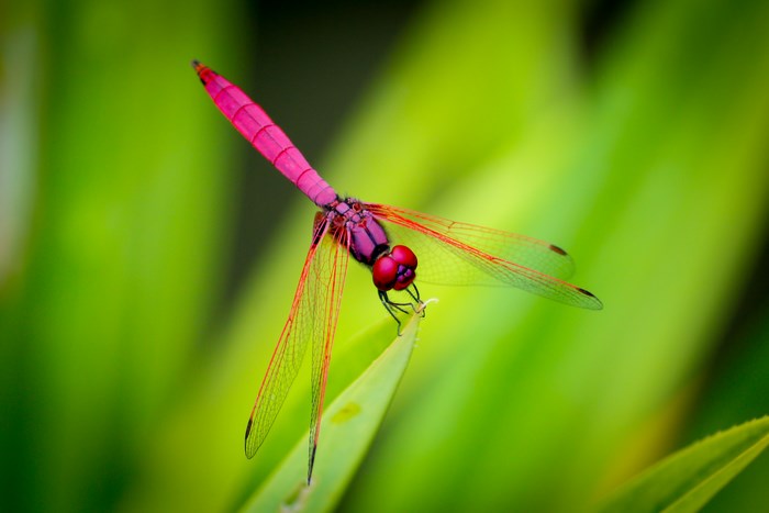 Pink and purple dragonfly on a green leaf