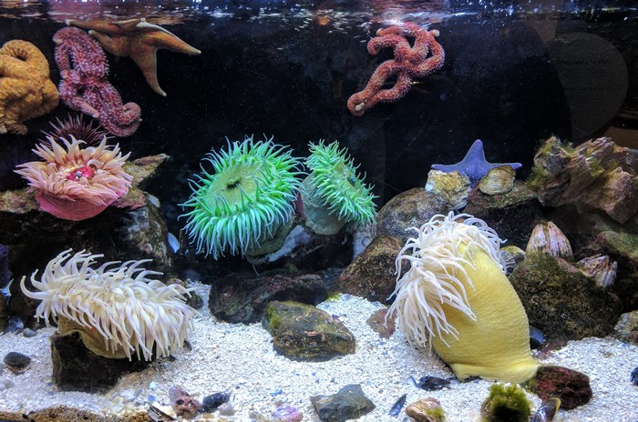 Aquarium with sea anemones and starfish