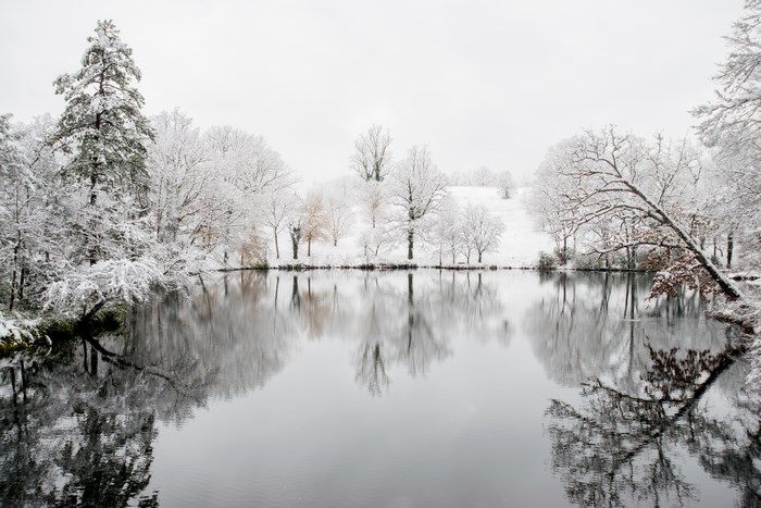 Snowy forest reflected in a calm pond