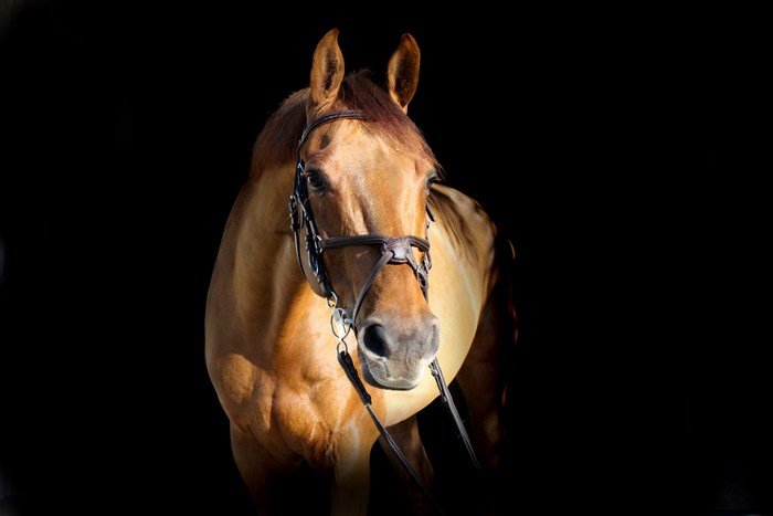 Brown horse with bridle on black background