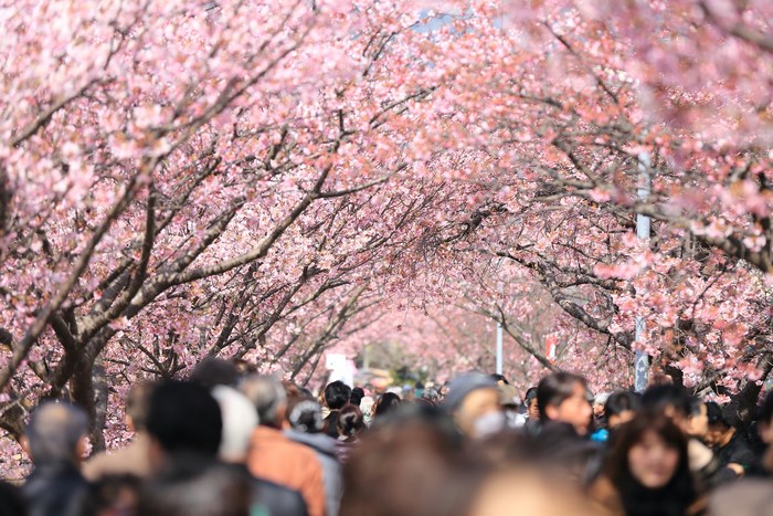 People walk under a tunnel of cherry blossoms in spring