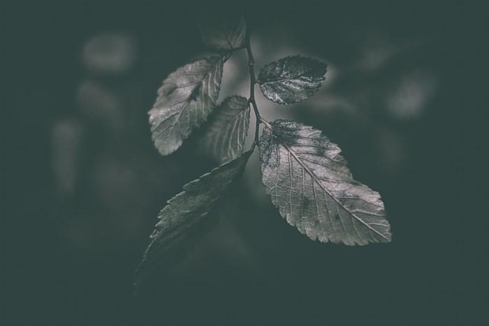 Monochrome image of a branch with leaves
