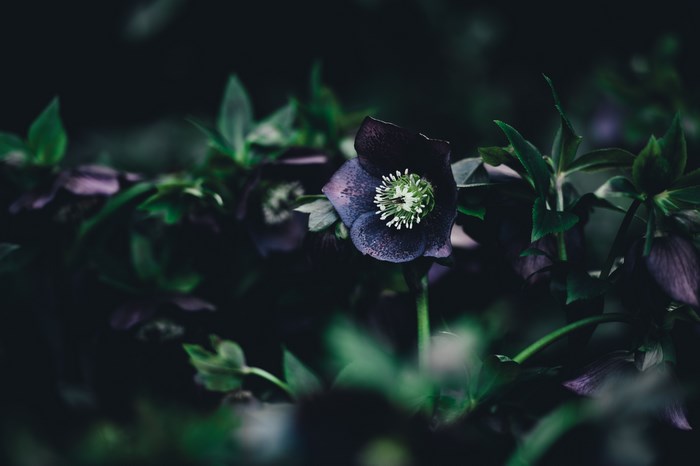 Dark purple hellebore flower with green leaves