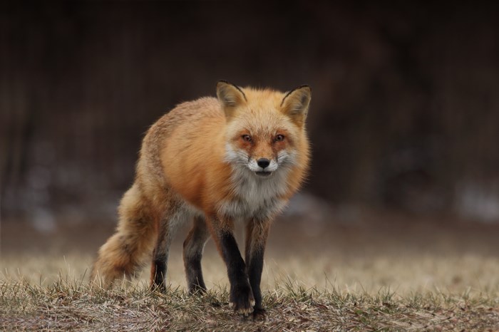 Red Fox Standing in a Field