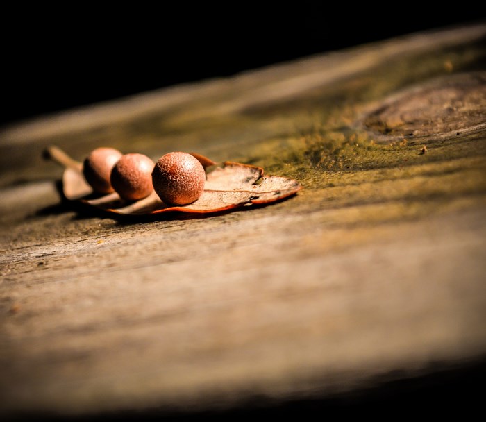 Three round seeds on a dry leaf on wood