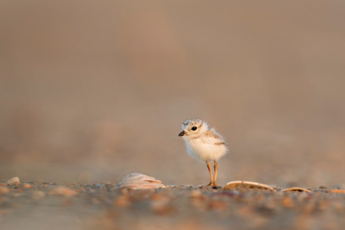 Fluffy baby bird chick on a sandy beach