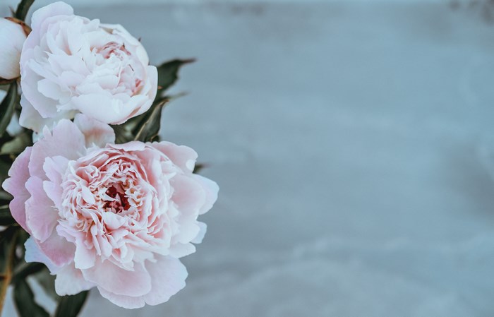 Pink Peonies on a Textured Blue Background