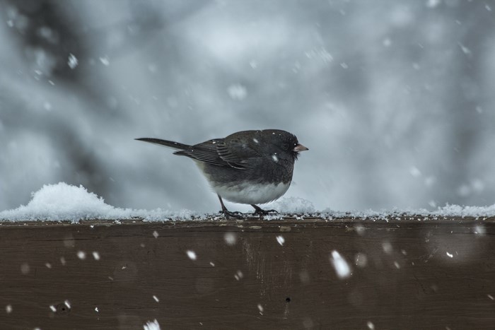 Dark-eyed Junco bird in falling snow